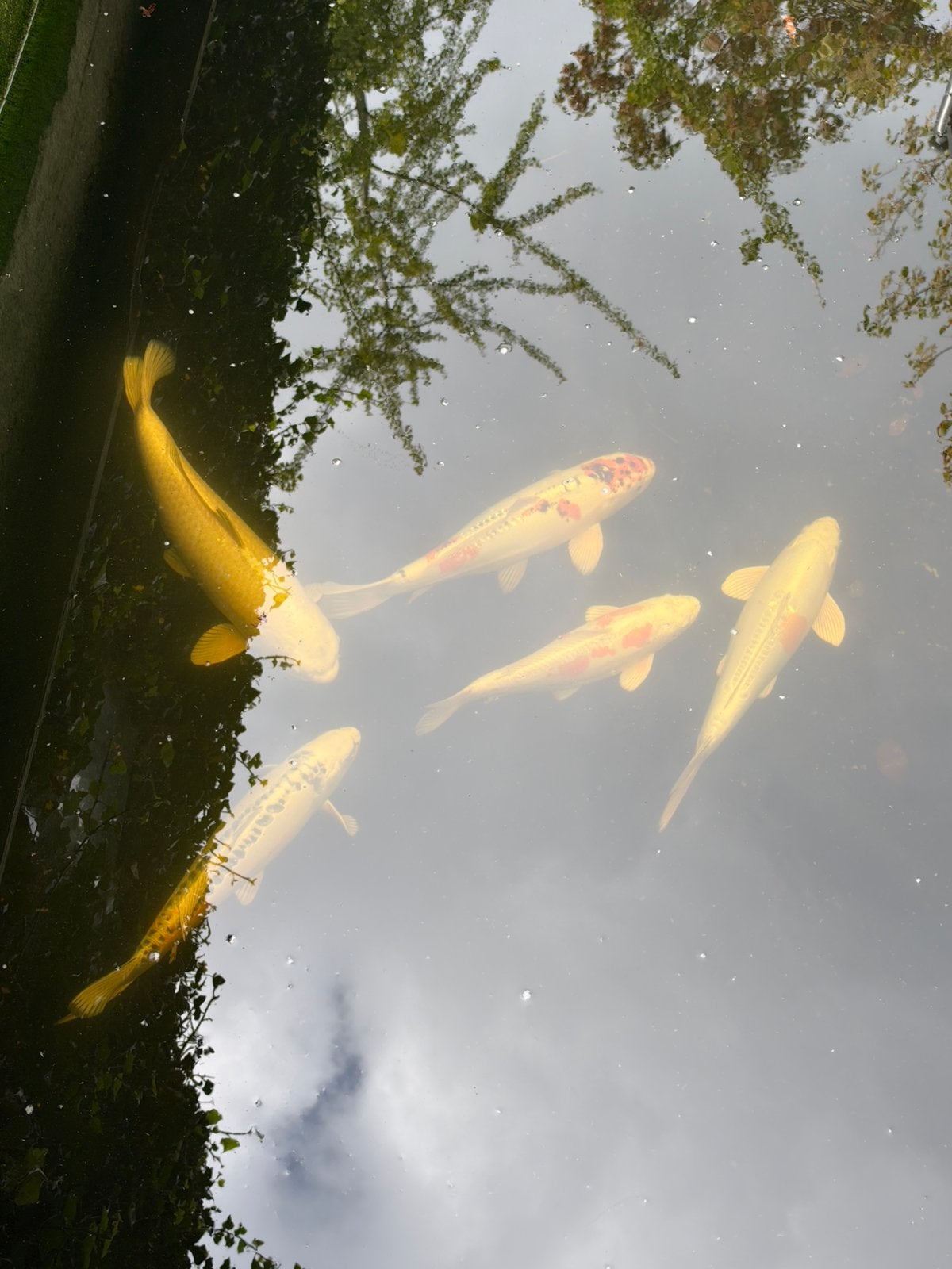 5 mooie koikarpers tussen de 38/47