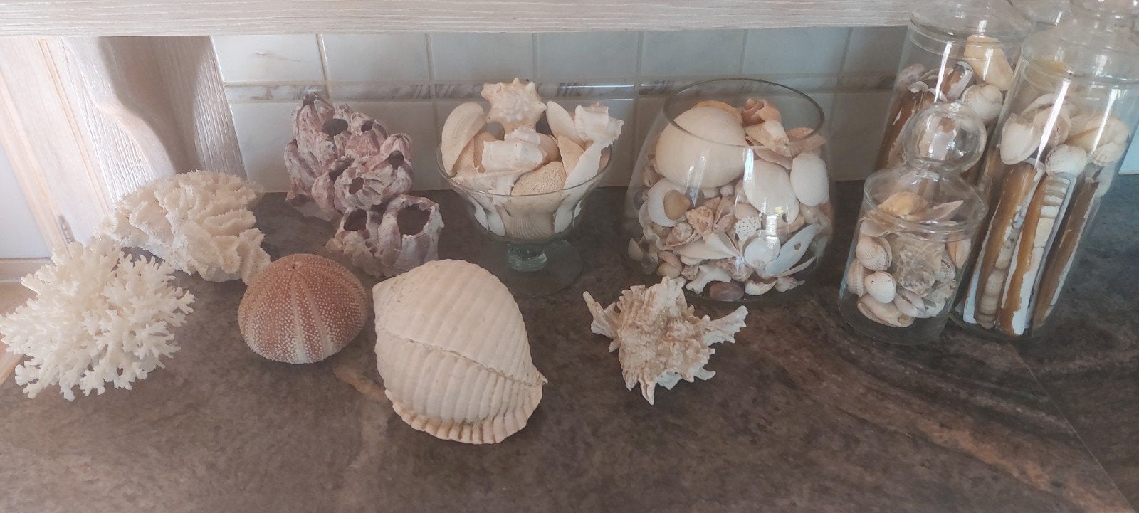 schelpen en koraal, Verzamelen, Mineralen en Fossielen, Ophalen, Schelp(en)