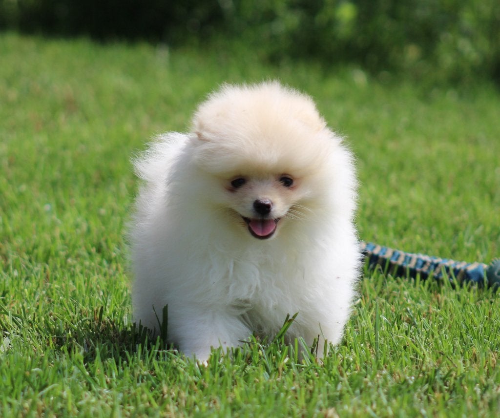 Pomeriaan pups, Dieren en Toebehoren, Parvo, België, Keeshond, 8 tot 15 weken