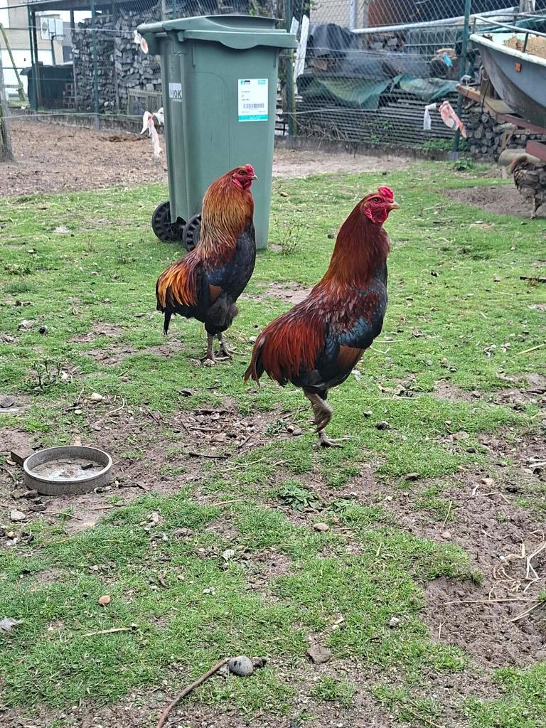 Araucana hanen, Mannelijk, Kip