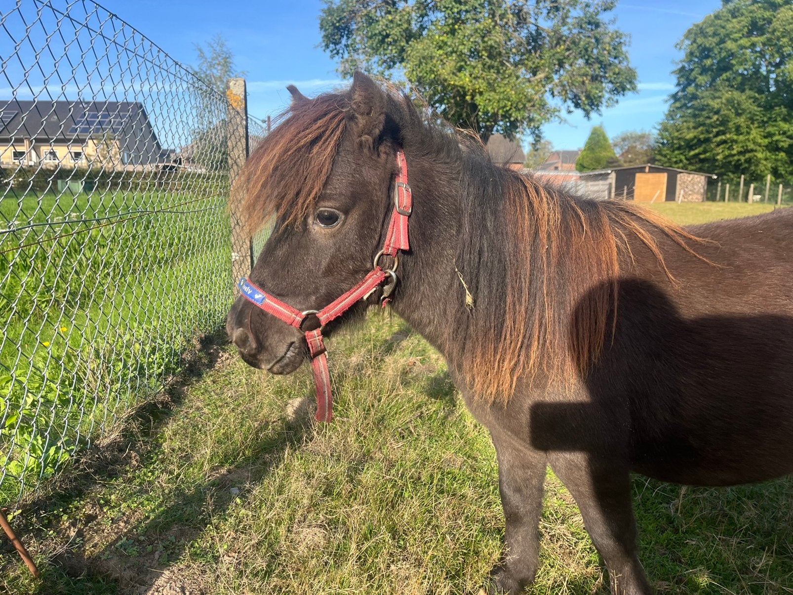 Pony, Animaux & Accessoires, Étalon