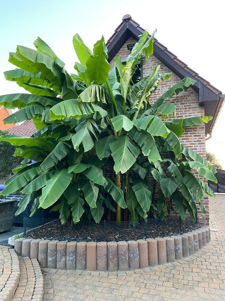 Musa Basjoo, Tuin en Terras, Ophalen