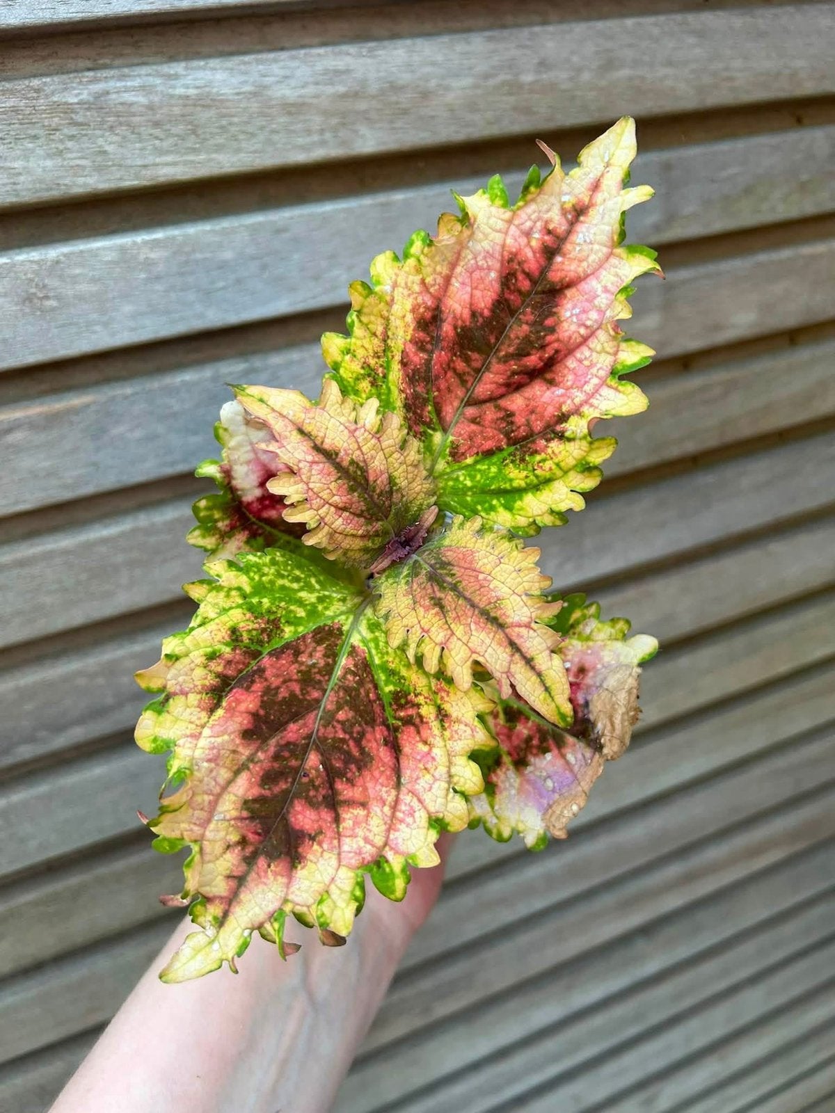 Coleus / siernetel Valentina x MP, Enlèvement ou Envoi