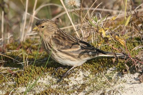 Frater man 2025., Dieren en Toebehoren, Vogels | Overige Vogels, Mannelijk, Wildzangvogel, Geringd
