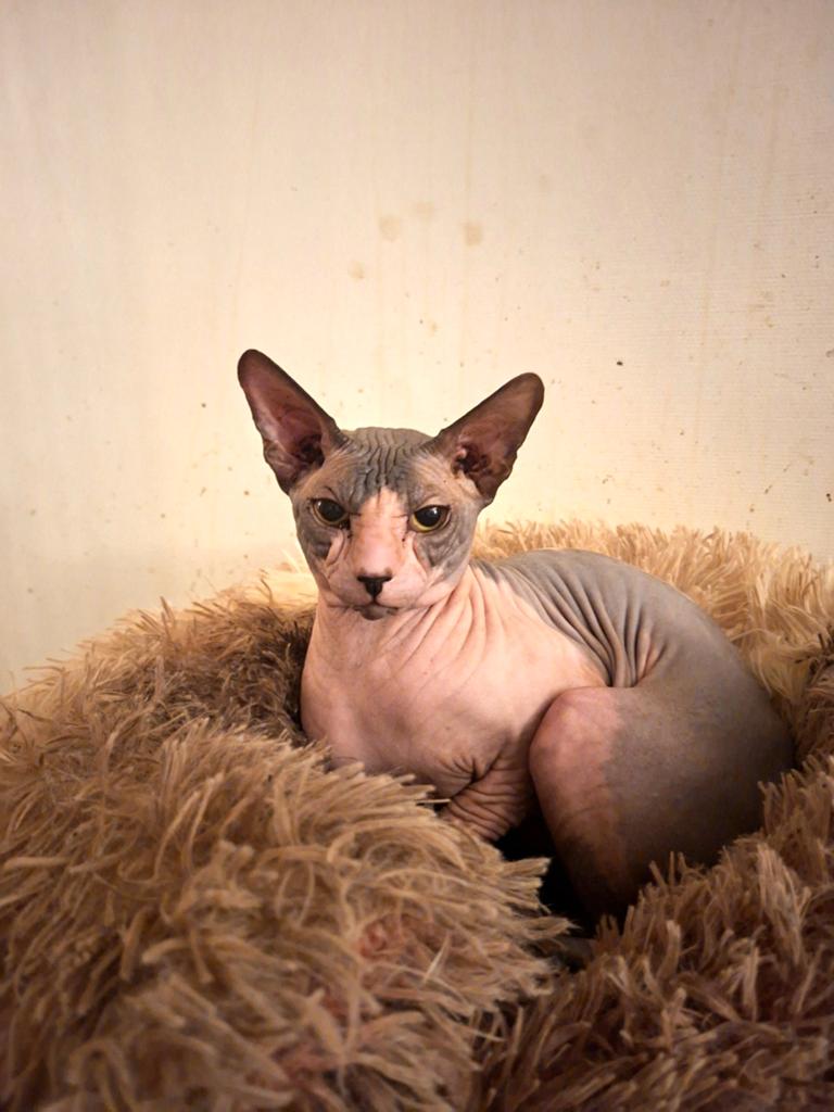 Beau sphynx, Chat, À poils courts, 0 à 2 ans