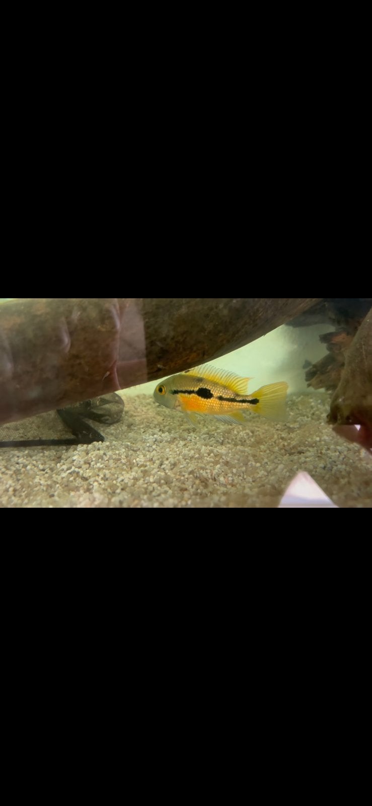 Hypsophrys nicaraguensis (eigen kweek)