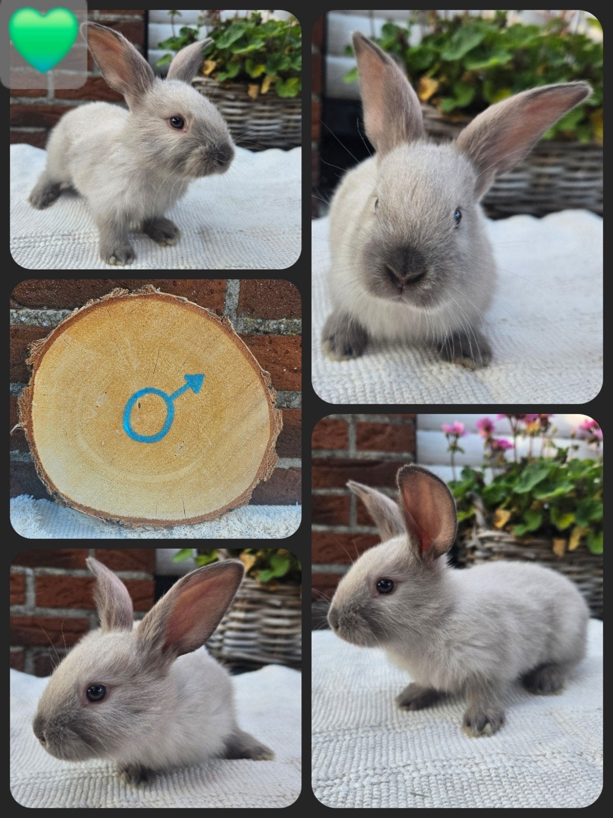 Duitse reuzen/Vlaamse reuzen, Animaux & Accessoires, Lapins