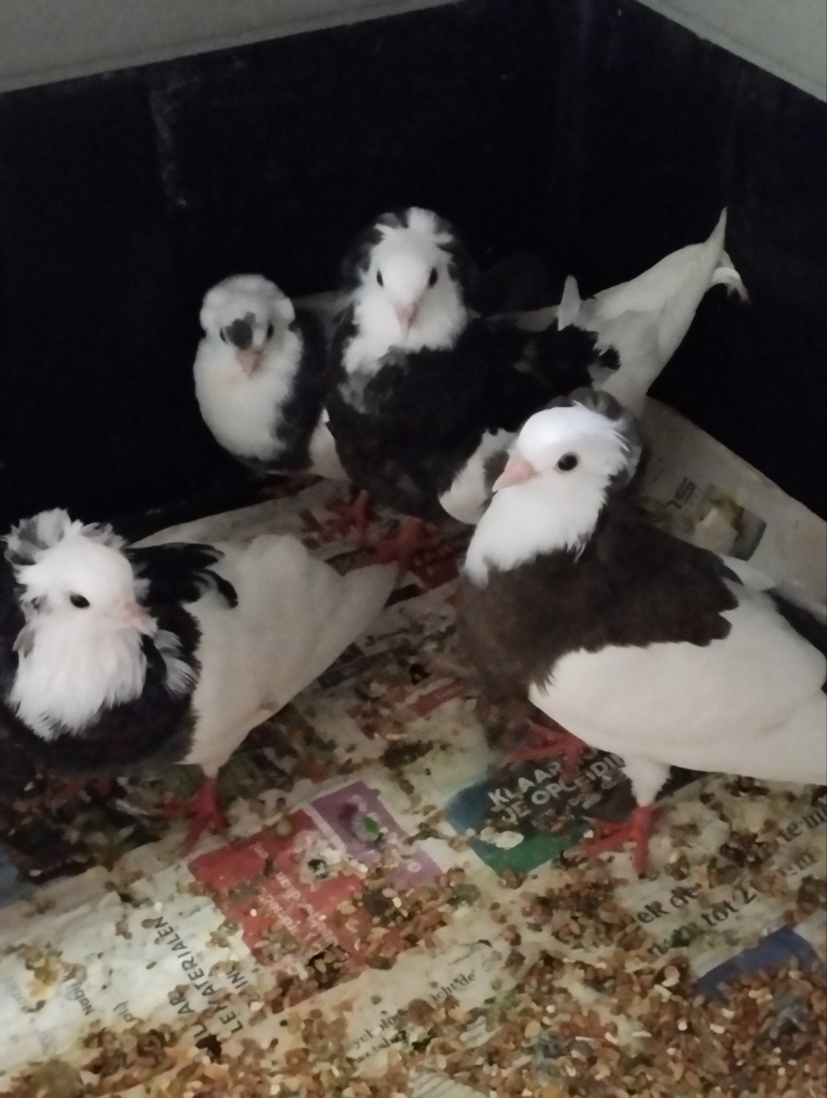 sierduiven, Dieren en Toebehoren