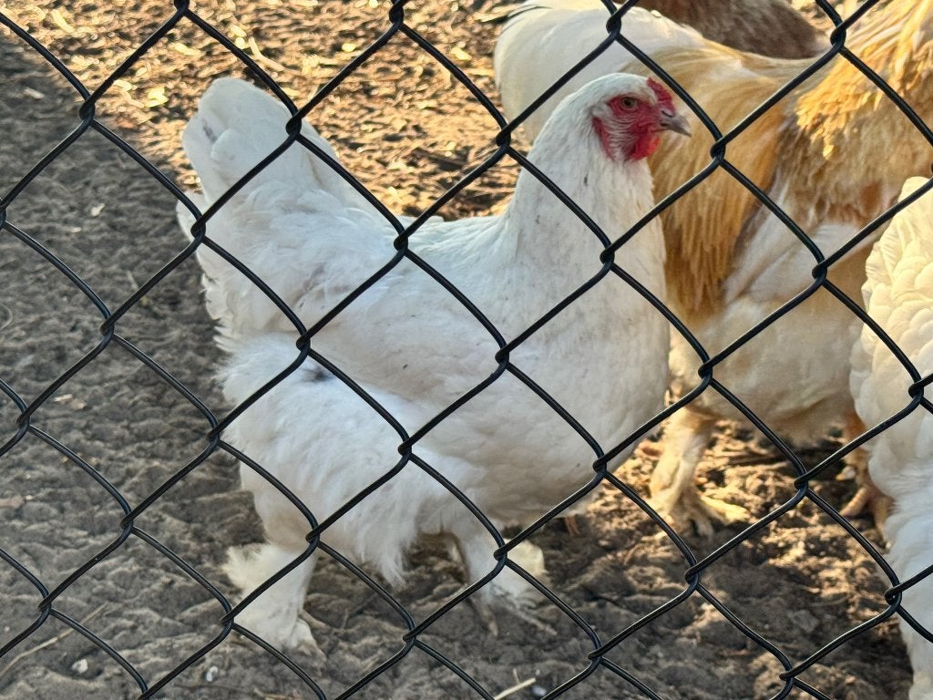 Splash Brahma hennen te koop, Animaux & Accessoires, Volatiles, Femelle, Poule ou poulet