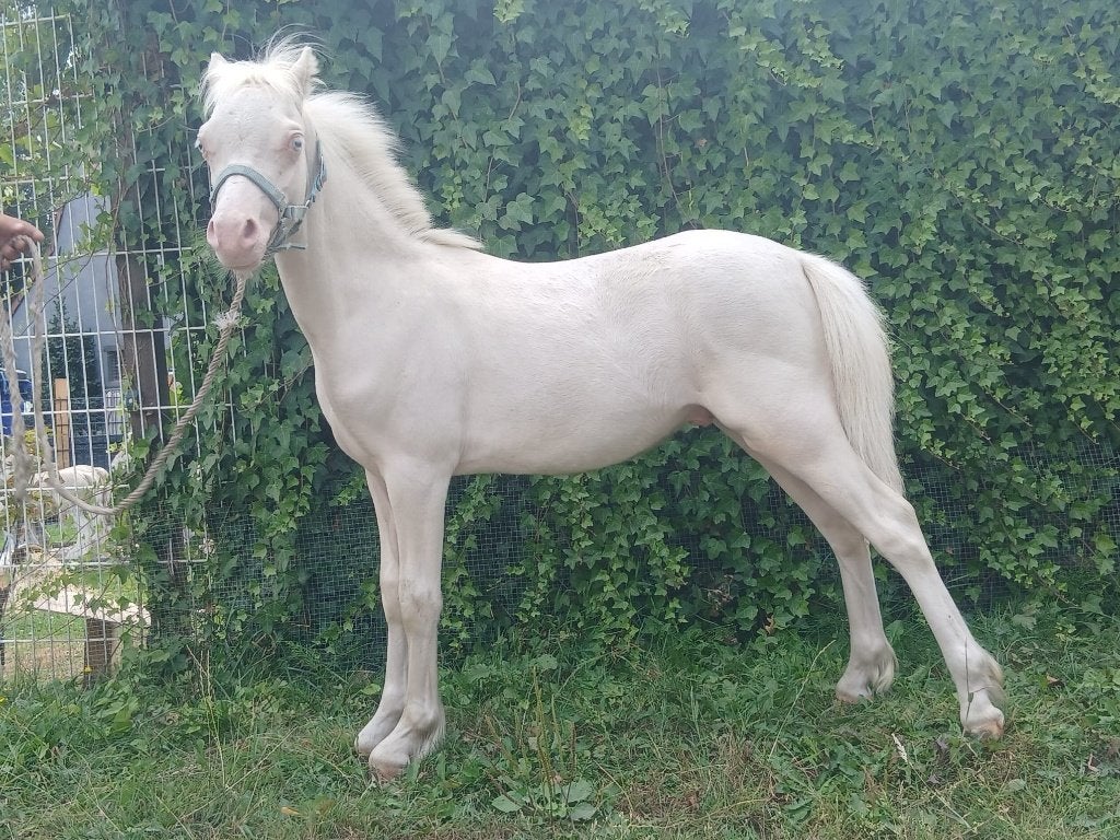 .mooi welsh veulen, Dieren en Toebehoren, 0 tot 2 jaar, Hengst, B pony (1.17m tot 1.27m), Tuigpony
