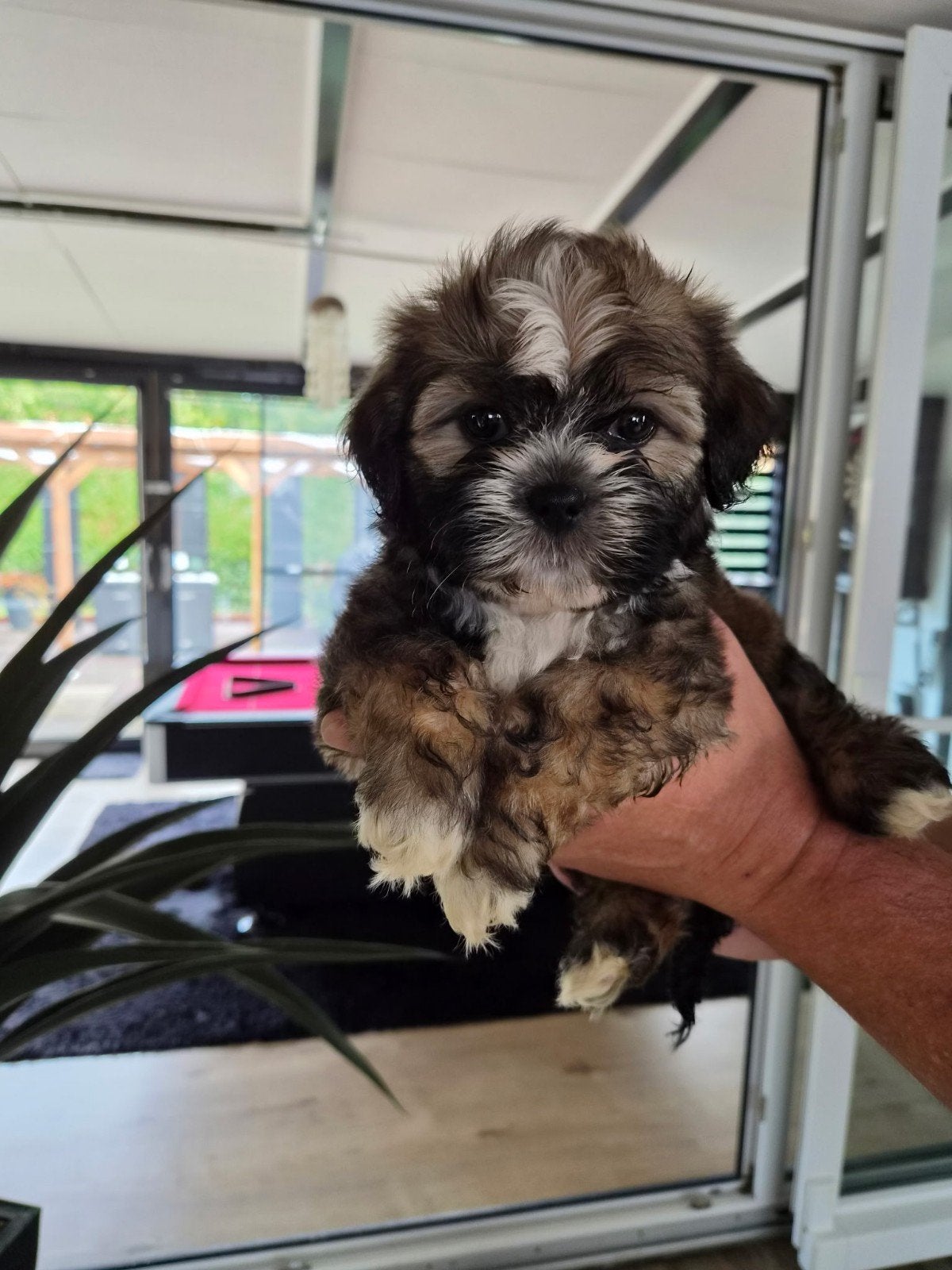 shih Tzu, Animaux & Accessoires, Enlèvement ou Envoi