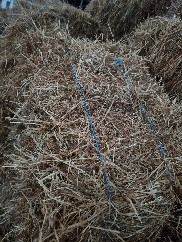 Kleine balen hooi te koop, Enlèvement, Neuf, Autres disciplines