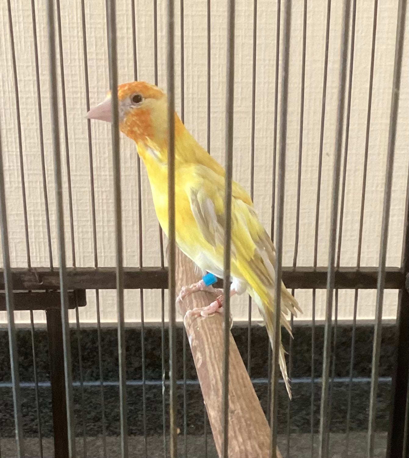Distelvink major150€
