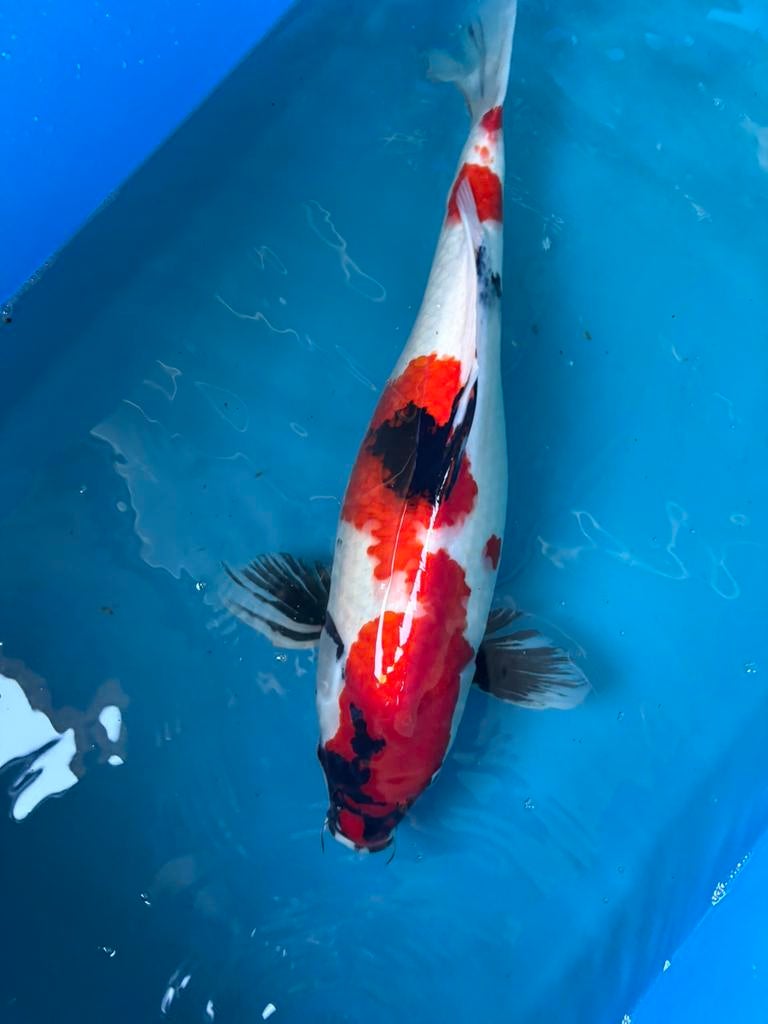 Japanse koi - Showa - 2024 - 50 cm