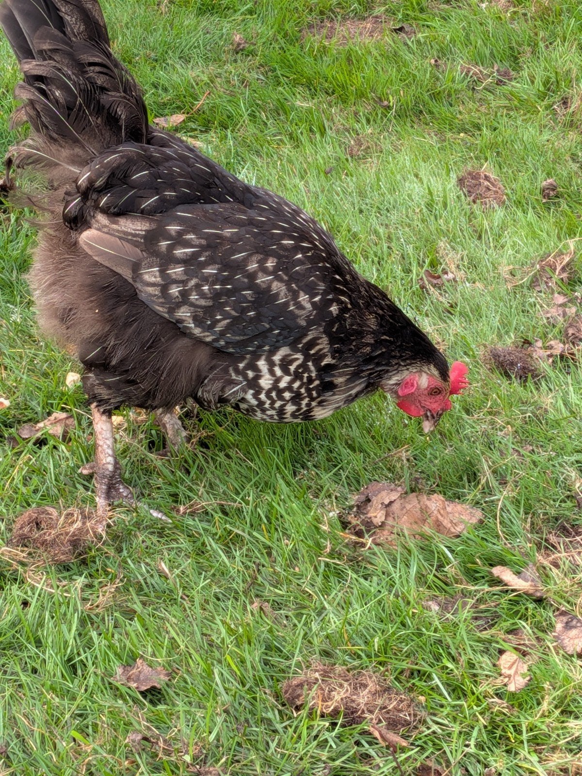 leghen, Dieren en Toebehoren