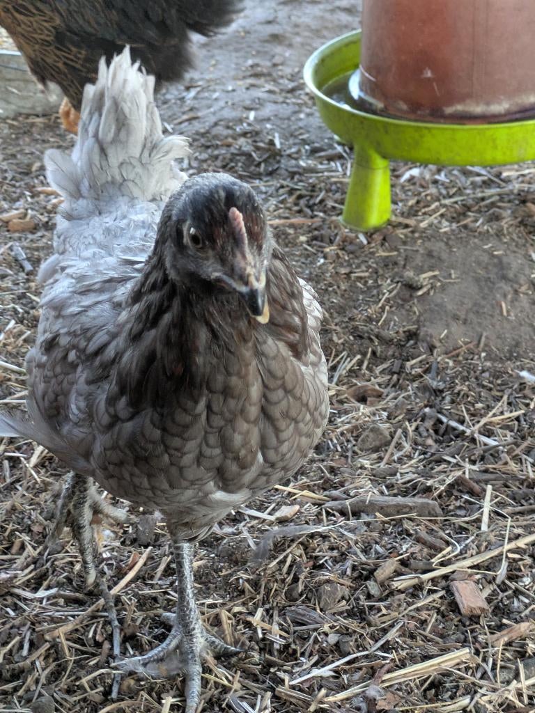 bleu de lande legkip, Dieren en Toebehoren