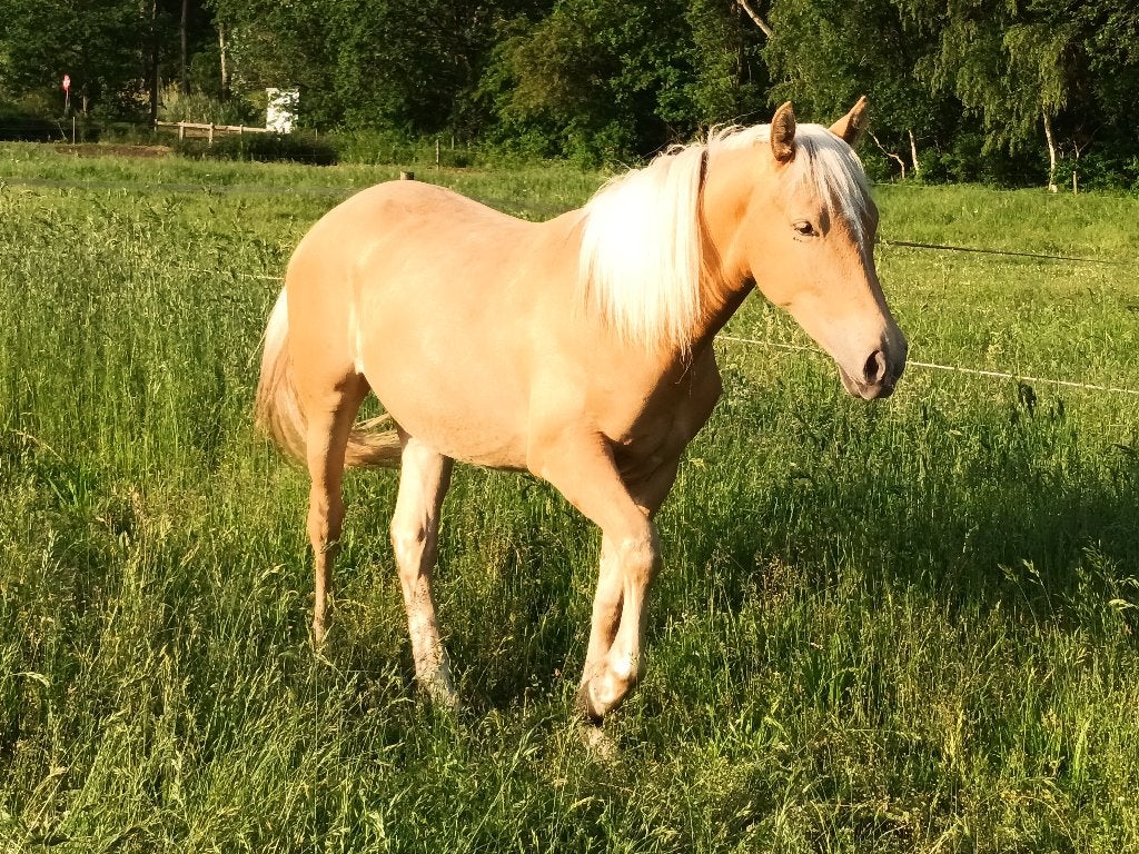 Palomino Merrie, Animaux & Accessoires, Poneys, Poney de récréation, Poney D (1.37 m à 1.48m), 0 à 2 ans, Non dressé
