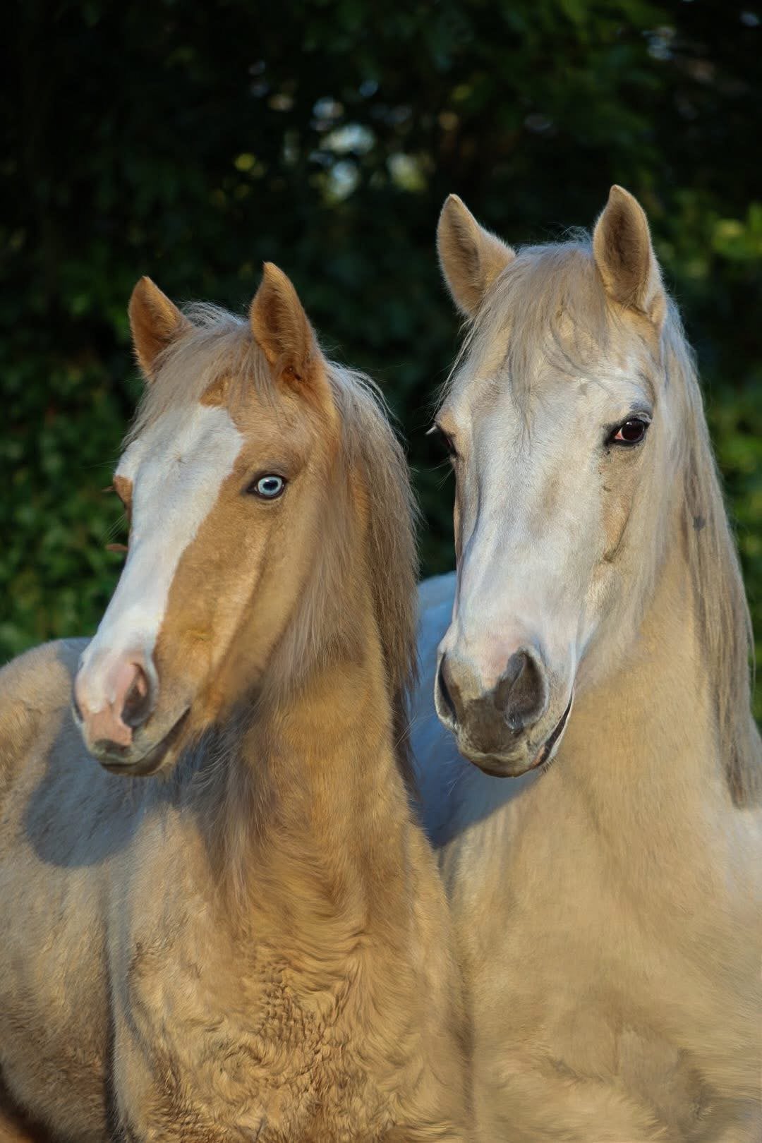 Knappe merrie, Jument, M
