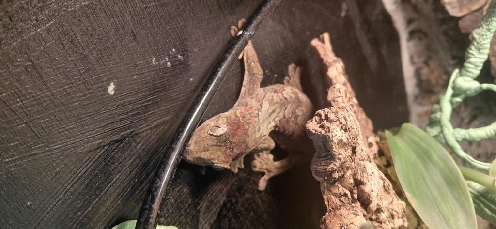 0.1 mniar chahoua gecko met terrarium, Dieren en Toebehoren