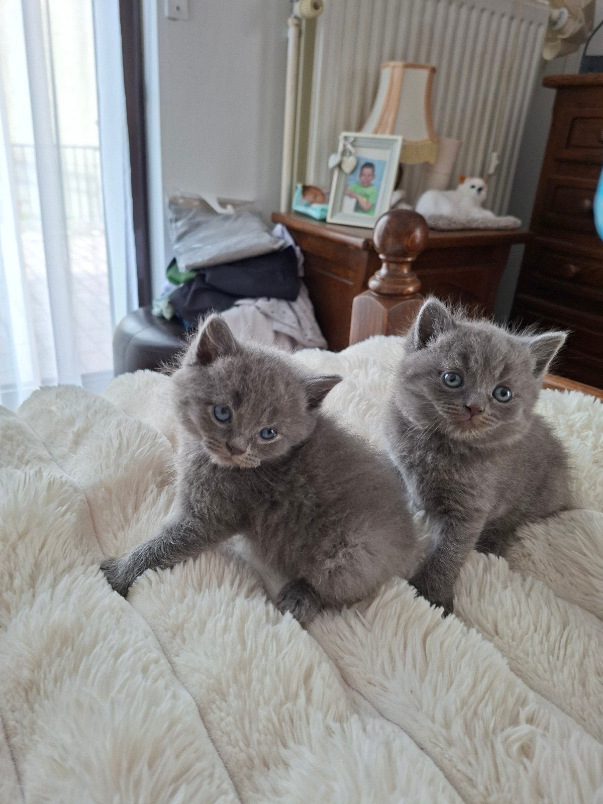 BRITSE KORTHAAR, Chat, Vacciné, 0 à 2 ans