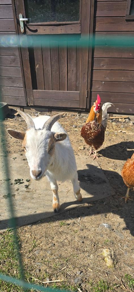 Chevreau 1 an mâle castré, Enlèvement