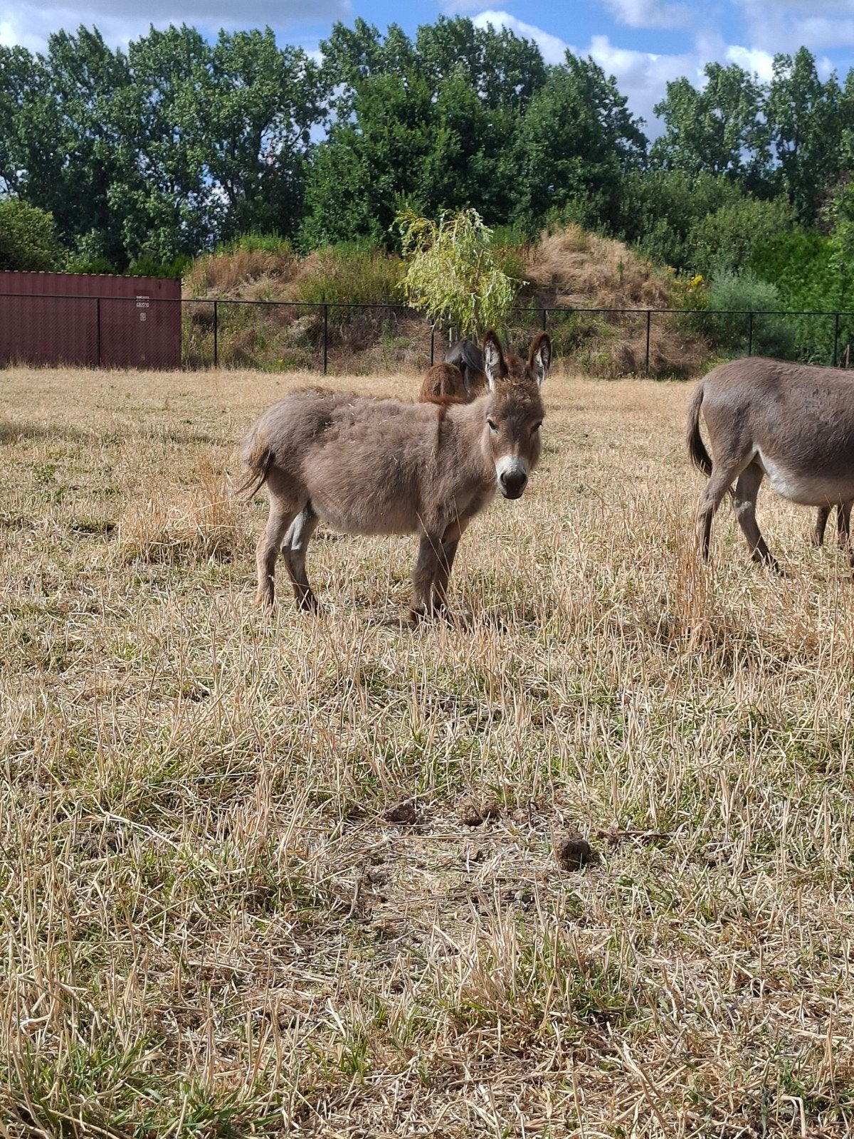 Mini ezel merrie, Ne s'applique pas, Avec pedigree, Poney A (jusqu'à 1.17 m), Jument