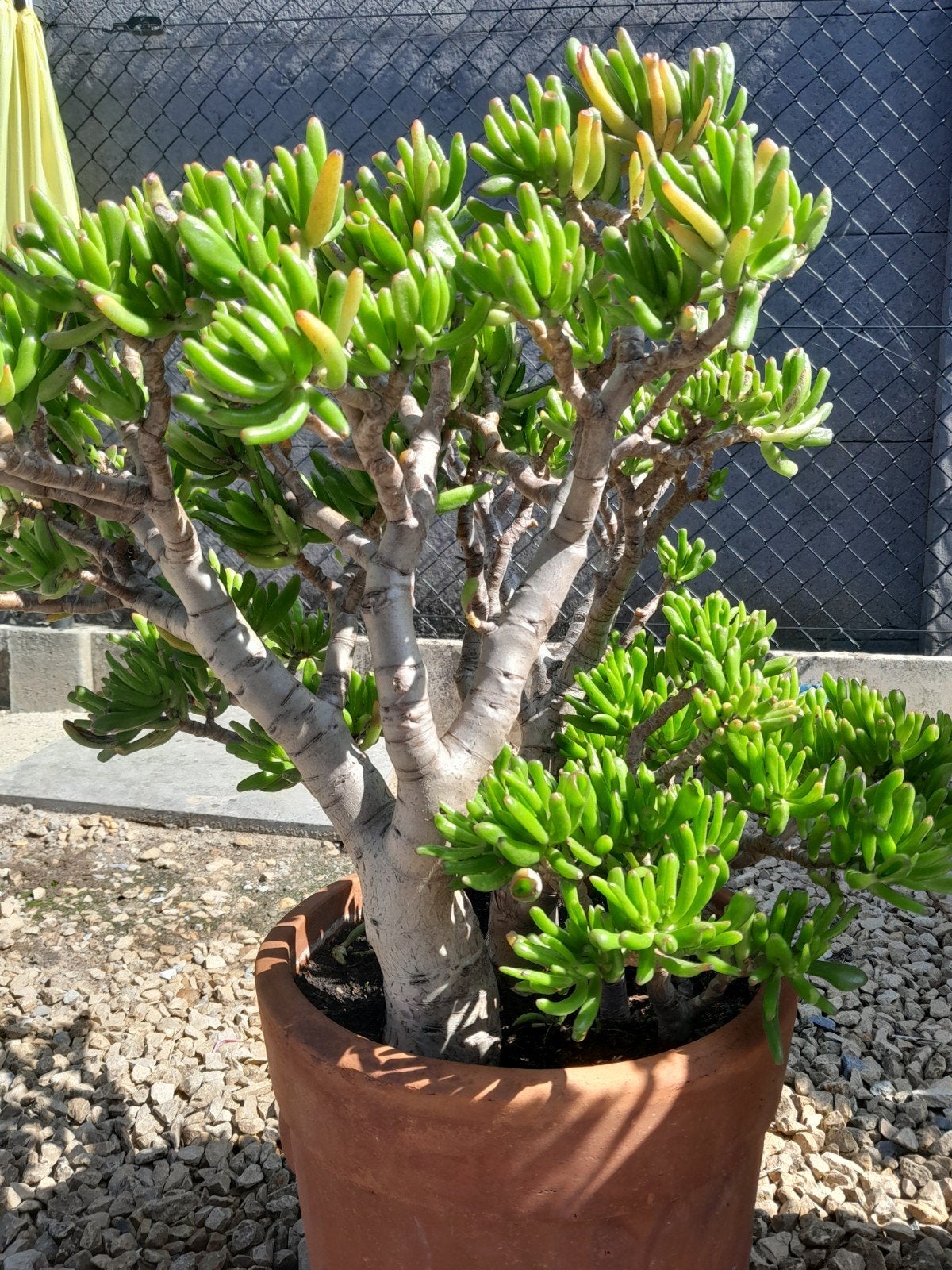 bonsai gollum jade, Ophalen