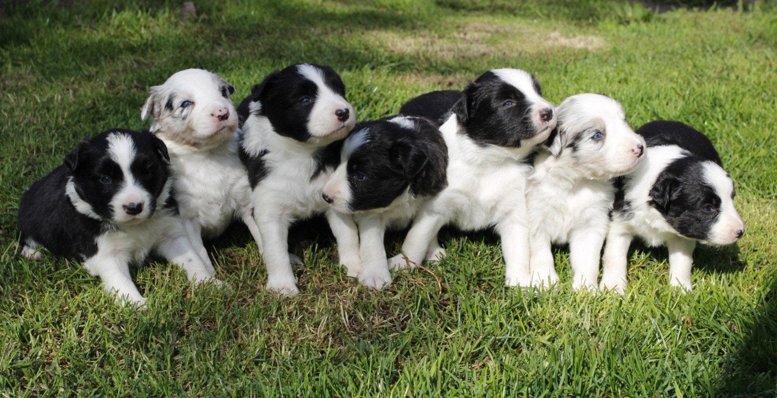 Border Collie pups, Dieren en Toebehoren, België, Fokker | Hobbymatig, 8 tot 15 weken, Collie