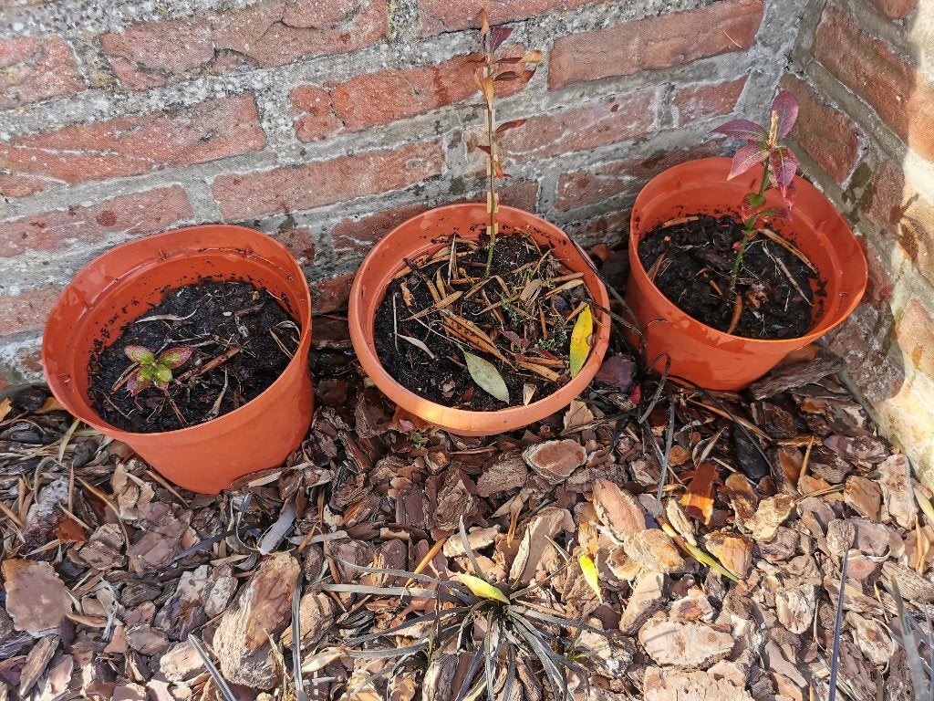 kardinaalsmuts boompjes, Ophalen