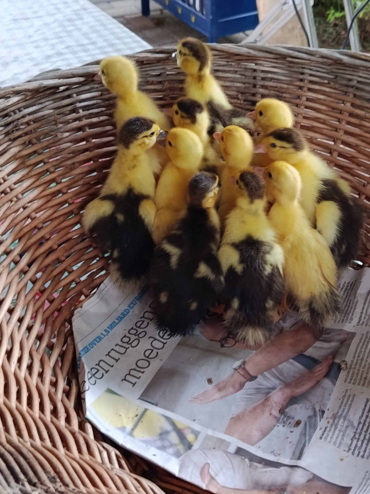 barberier eenden kuikens, Dieren en Toebehoren, Pluimvee