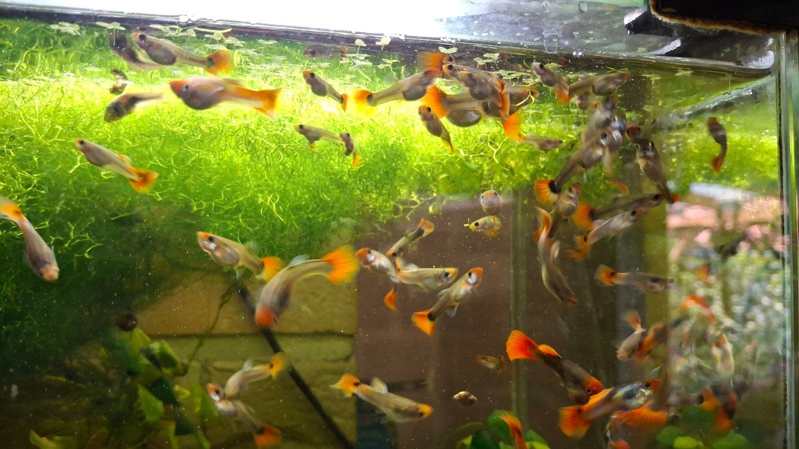 guppy's. 10 voor 12 €