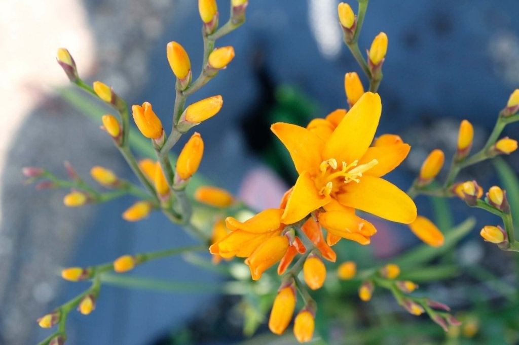 crocosmia geel, Volle zon, Vaste plant, Zomer, Ophalen