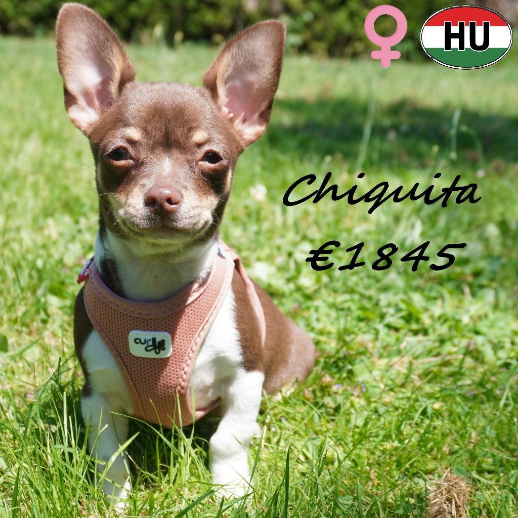 Diego & Chiquita - chiots Chihuahua à vendre, 15 semaines à 1 an, Hépatite contagieuse (maladie de Rubarth), Plusieurs animaux
