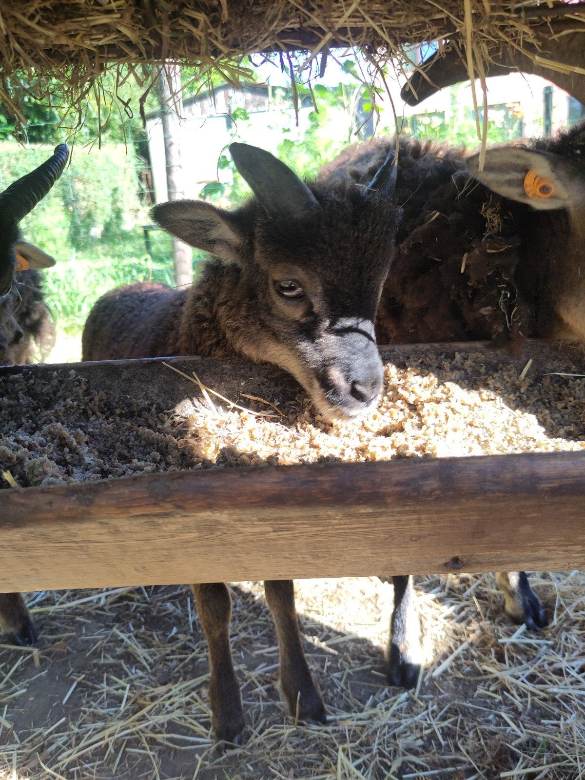 Soay ram lammetjes, Animaux & Accessoires, Moutons, Chèvres & Cochons, Mouton, Mâle, 0 à 2 ans