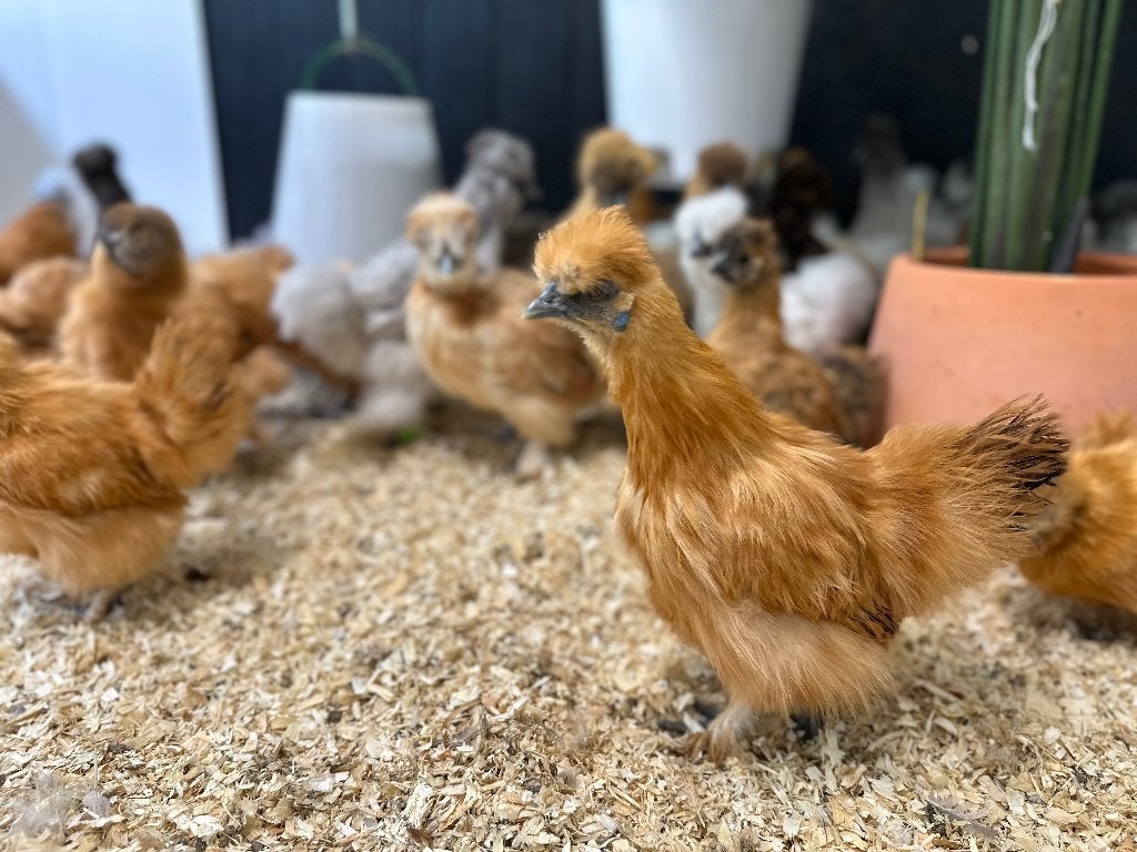 Jonge tamme Zijdehoen kriel kippen gesekst & ingeënt, Animaux & Accessoires, Volatiles, Poule ou poulet, Femelle