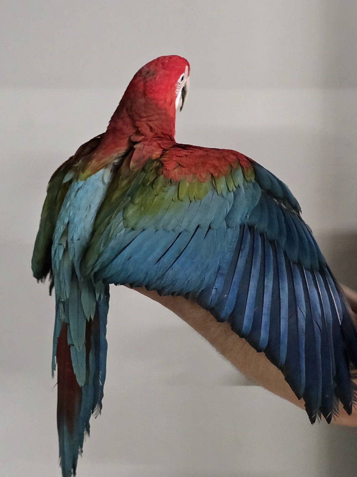 Apprivoiser des bébés aras à ailes vertes de différents âges, Animaux & Accessoires, Oiseaux | Perruches & Perroquets, Perroquet