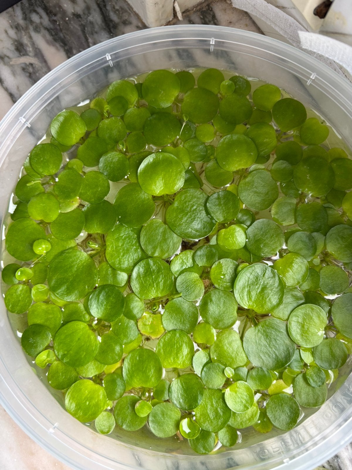 Limnobium laevigatum - kikkerbeet, Enlèvement ou Envoi, Neuf, Plante(s), Pierre ou Bois
