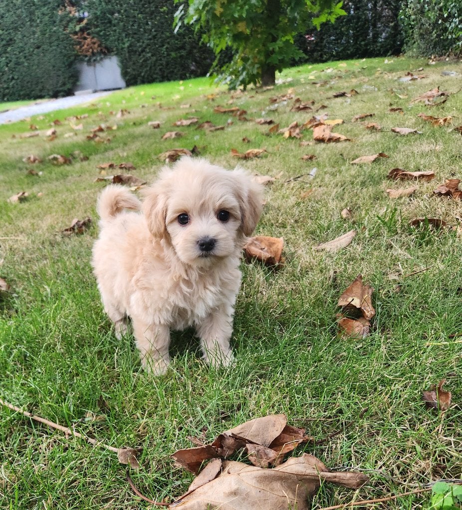 Nestje maltipoo pups, Petit, Maladie de Carré (chiens), Plusieurs, Belgique
