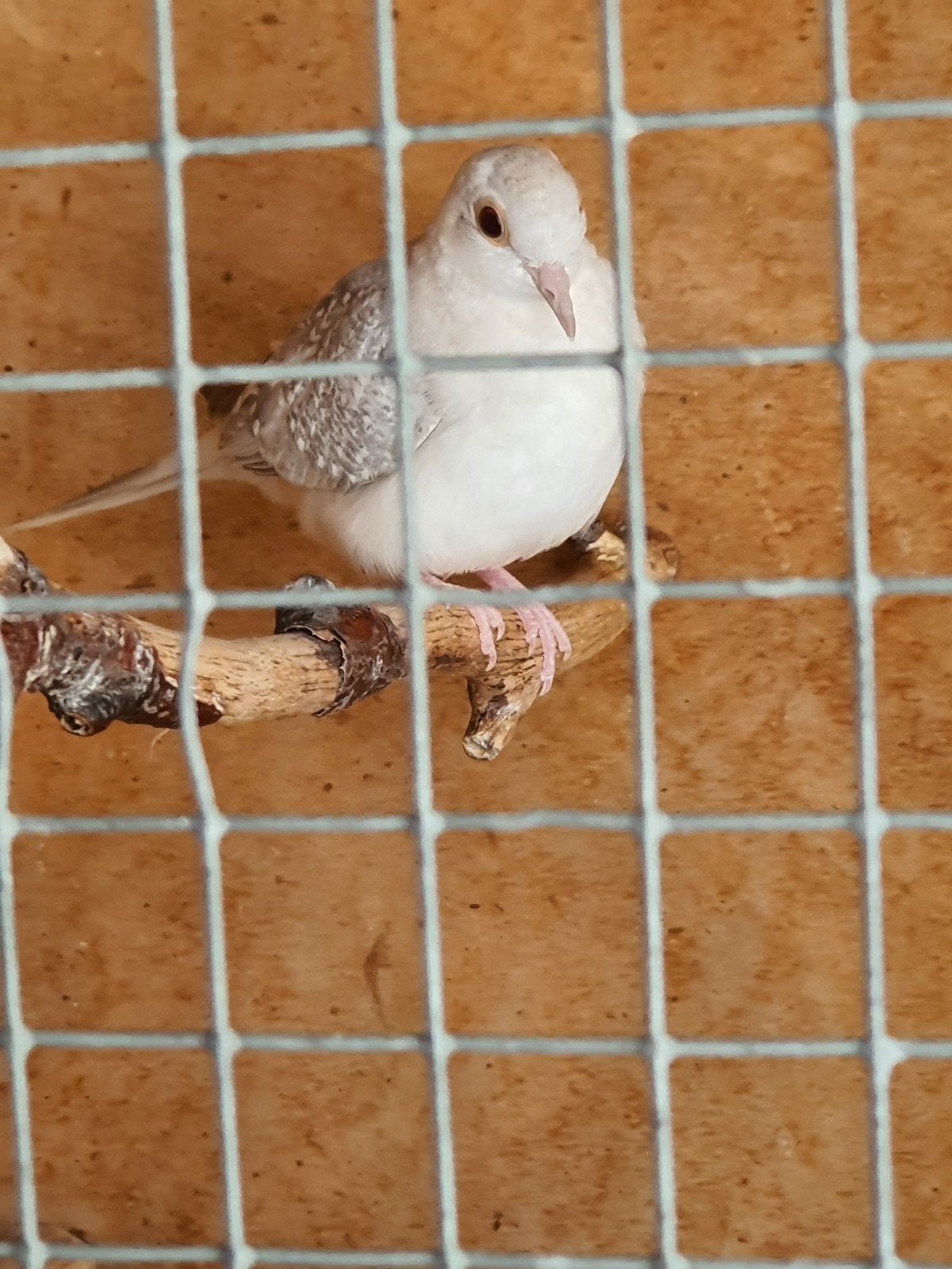 Jong diamantduifje wit met grijs, Sexe inconnu