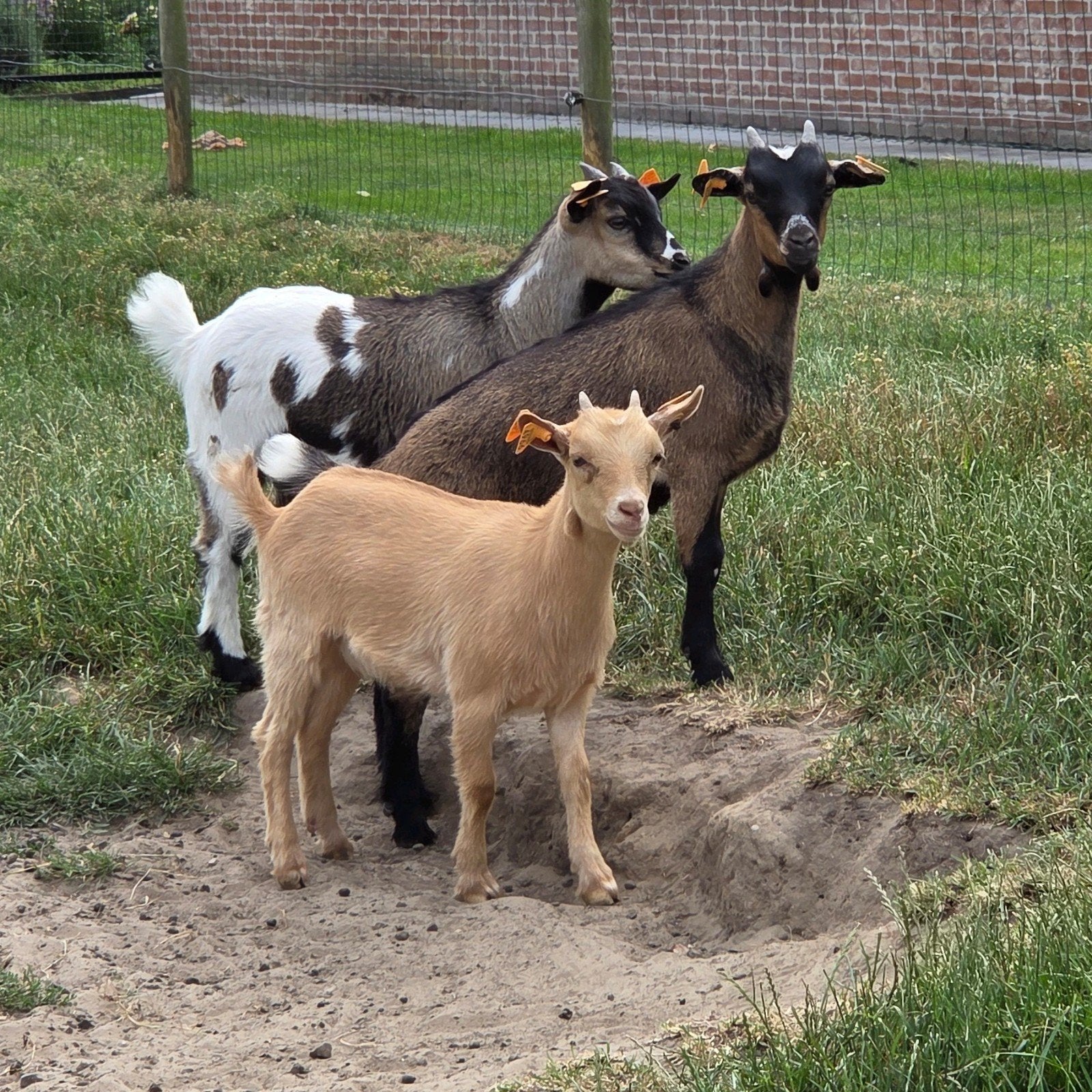 dwerggeitlammetjes miekes, gecastreerde bokjes, Dieren en Toebehoren, Meerdere dieren, Geit, 0 tot 2 jaar