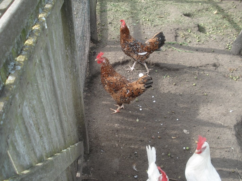 leghorn trio (porselein, duizendkleur), Dieren en Toebehoren, Pluimvee, Meerdere dieren, Kip