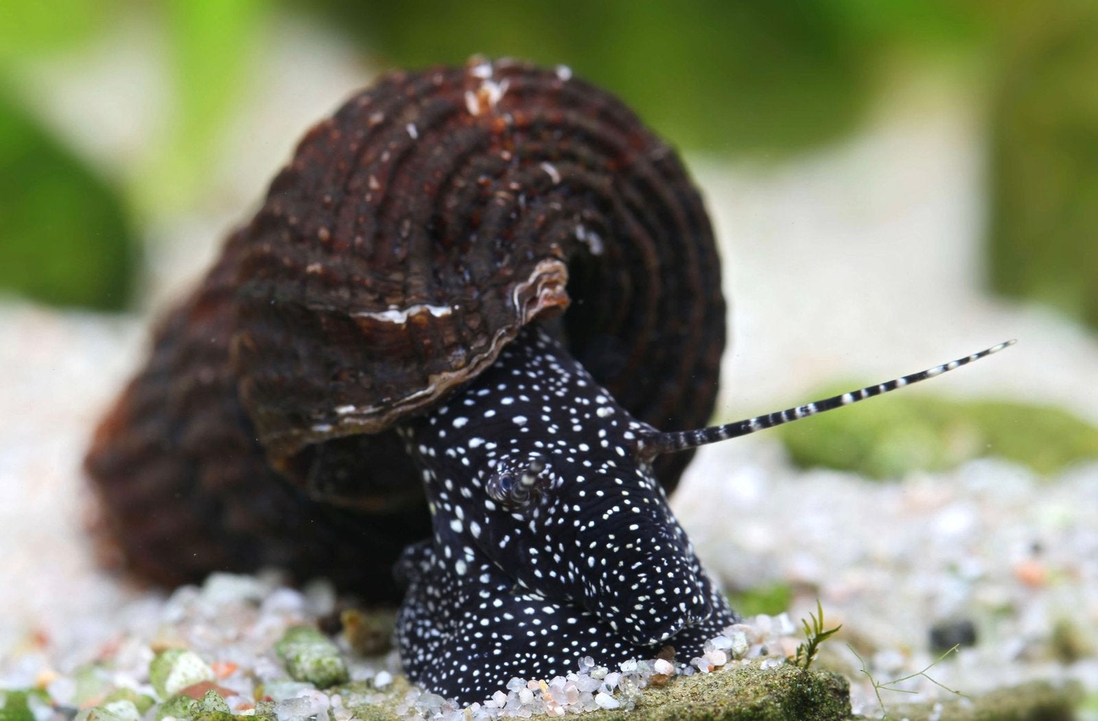 Parelhoen Slak, Dieren en Toebehoren, Vissen | Aquariumvissen, Slak of Weekdier, Zoetwatervis, Schoolvis