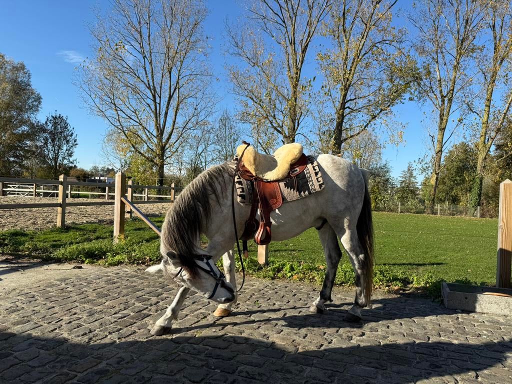 11jarige ruin Cruzado, Animaux & Accessoires, Chevaux, Vermifugé, 11 ans ou plus, Hongre, Moins de 160 cm