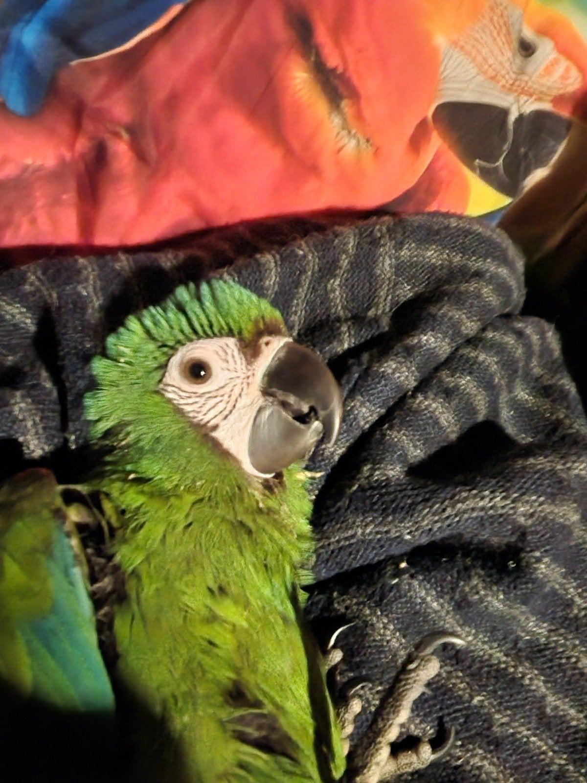 Ara Severa et Nobilis se sont entraînés au vol libre, Animaux & Accessoires, Oiseaux | Perruches & Perroquets, Plusieurs animaux