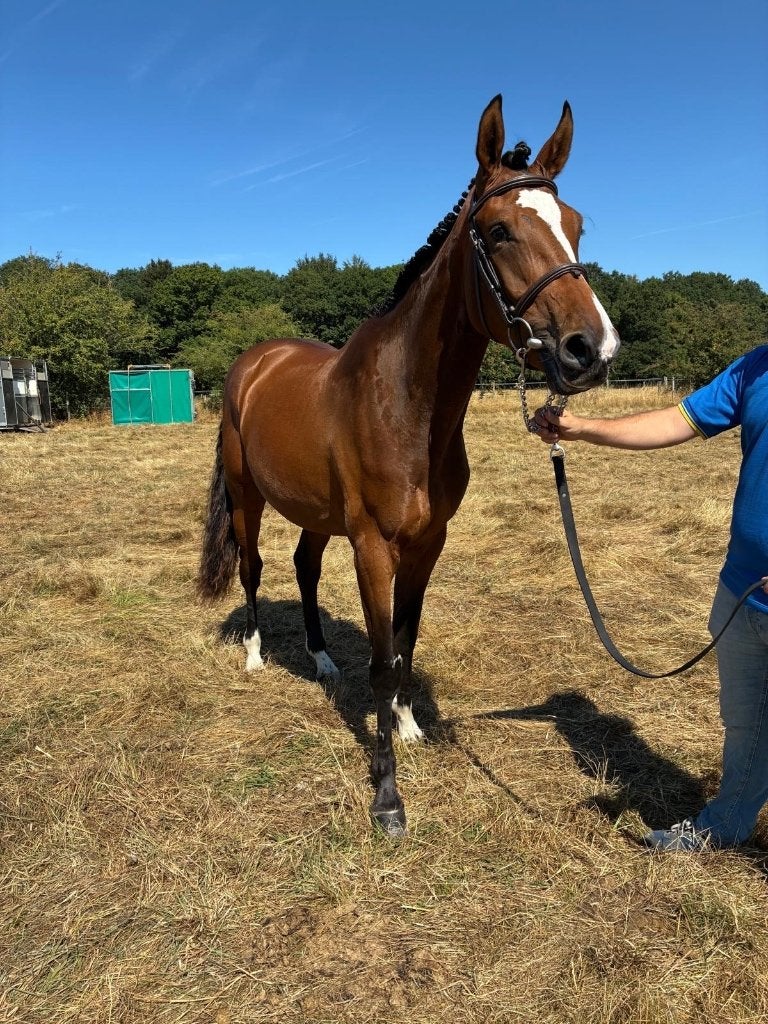 Super lief springpaard, Animaux & Accessoires, Avec pedigree, 165 à 170 cm, Cheval de saut, Jument