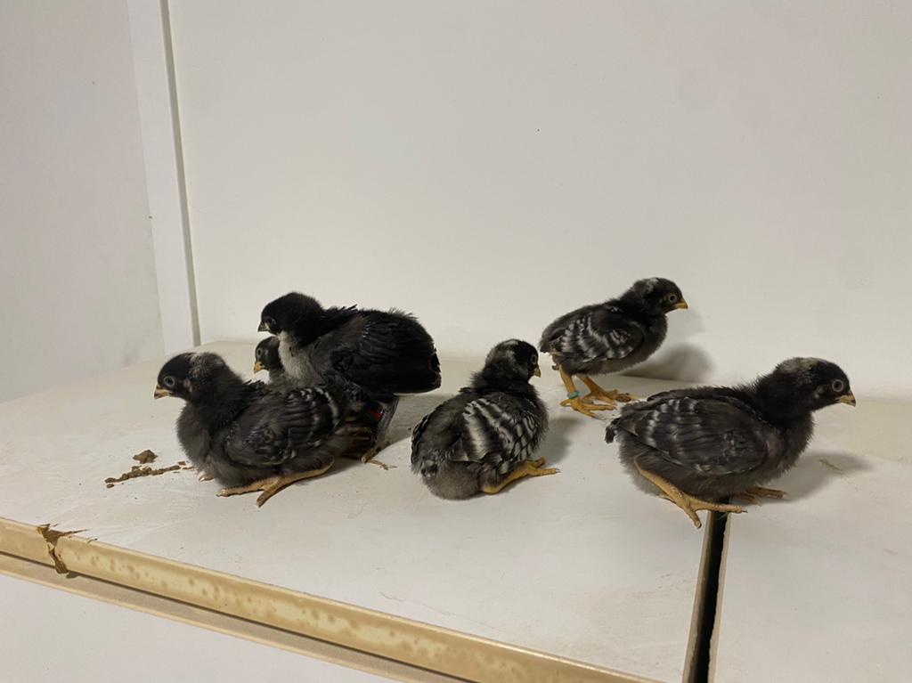 Haan met 3 hennen amrock kuikens