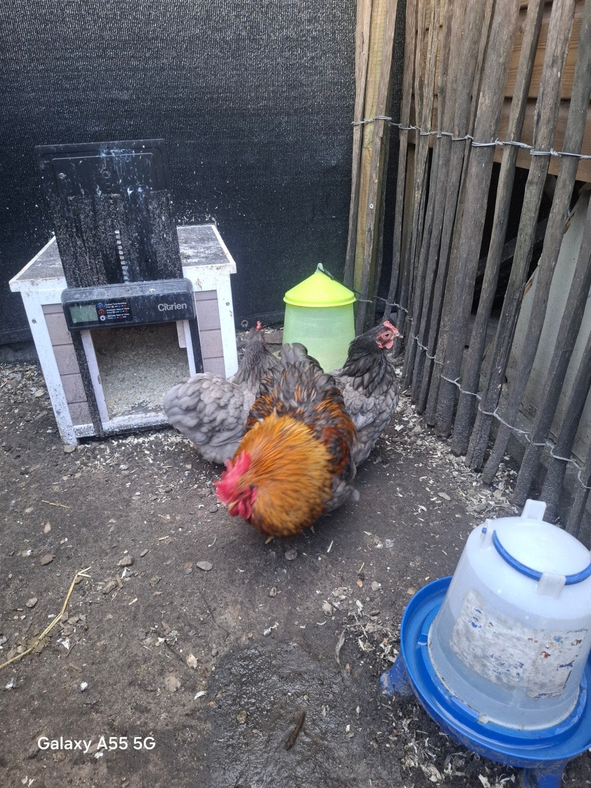 Cosinkriel, Dieren en Toebehoren, Pluimvee