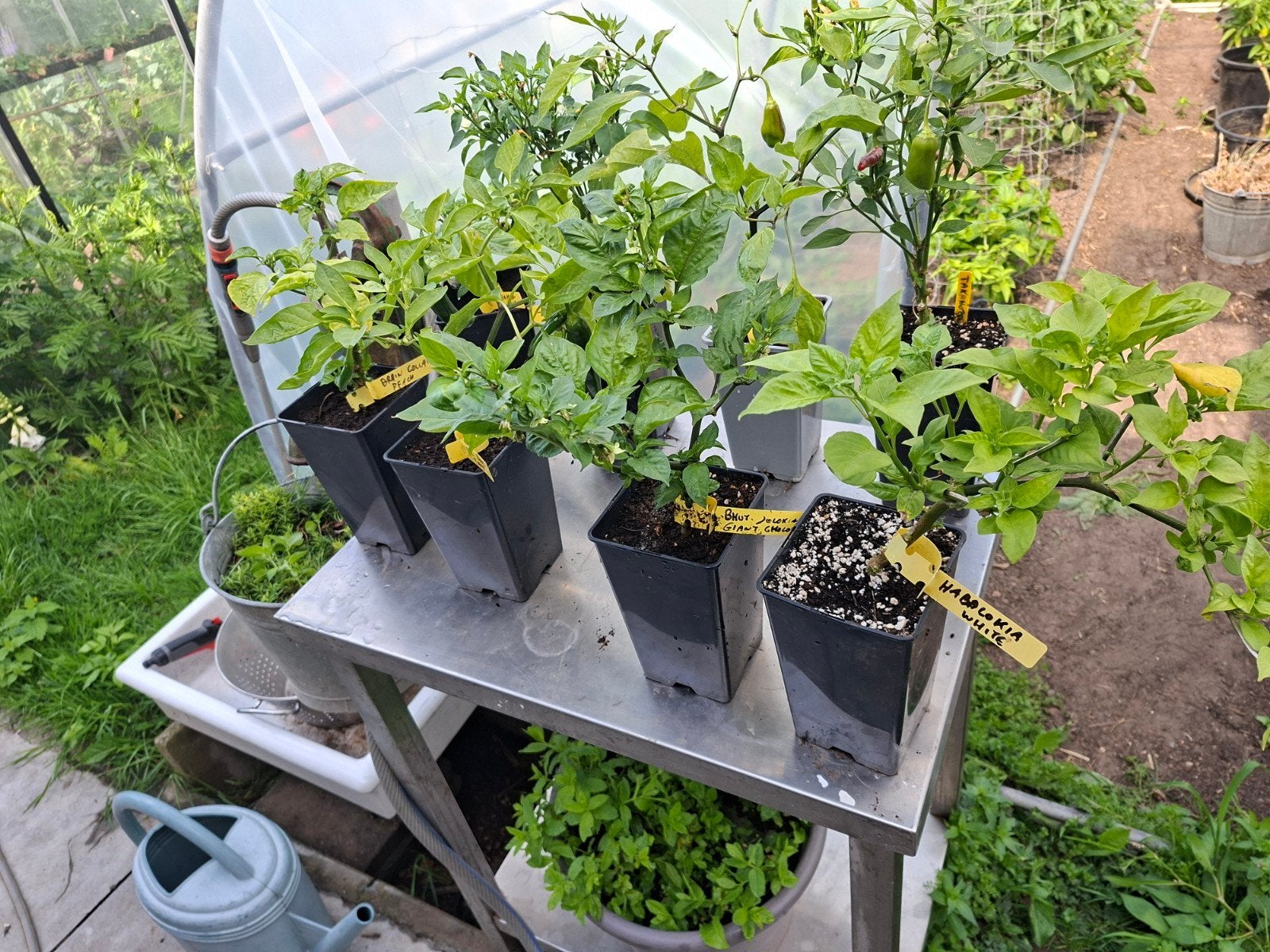 Peper planten te koop, Tuin en Terras, Ophalen