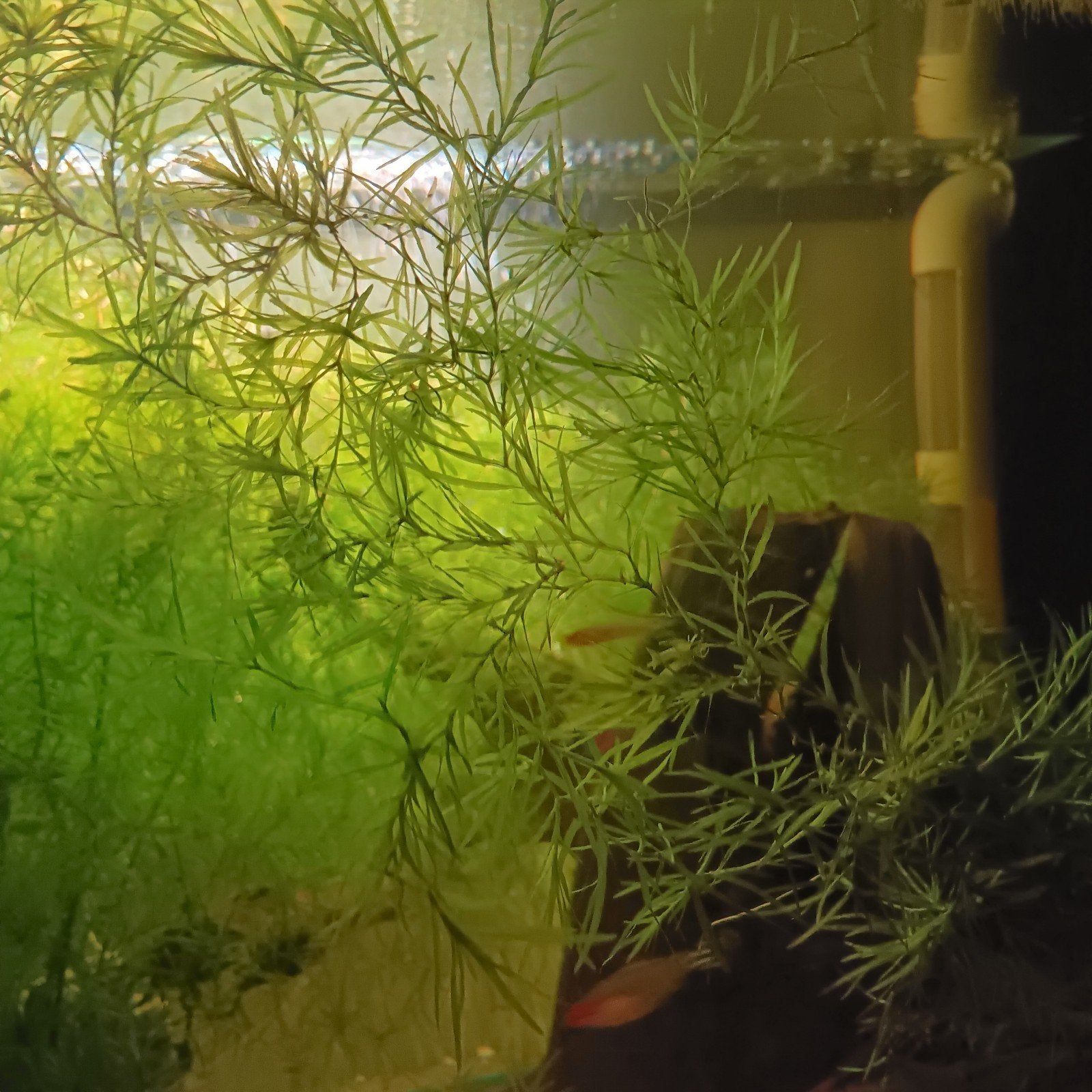 herbe à guppy, Animaux & Accessoires