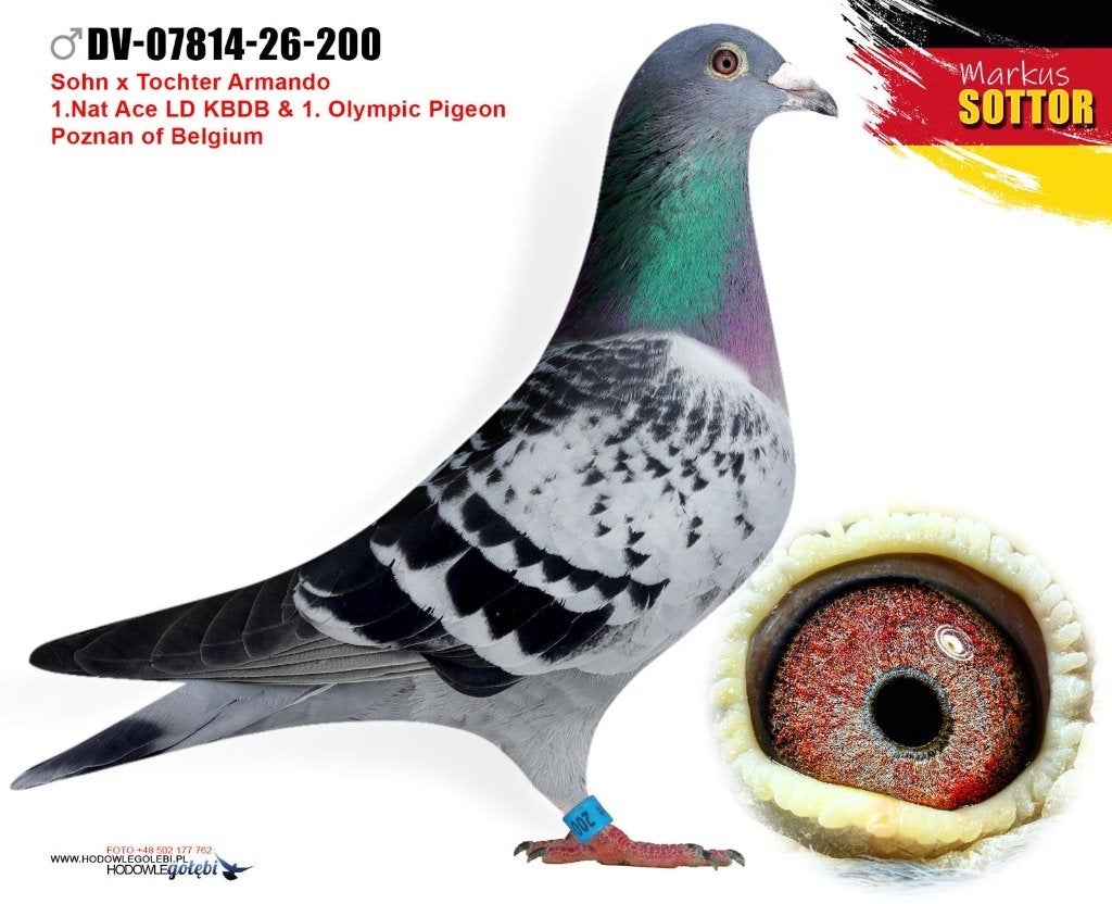 Pigeon voyageur, Animaux & Accessoires, Pigeon voyageur